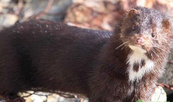 水貂妊娠期环境管理、饲料喂养、加工环节等管理要点