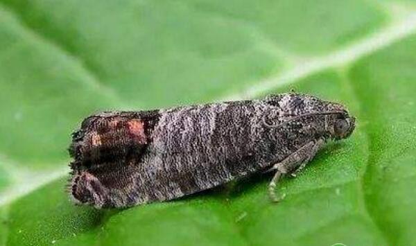 枣蠹蛾形态特征、为害性及防治方法