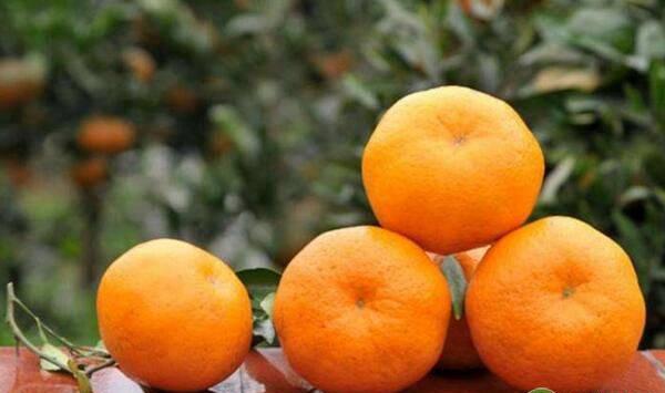 春见种植方法及管理要点