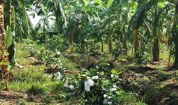 番石榴的种植技术要点