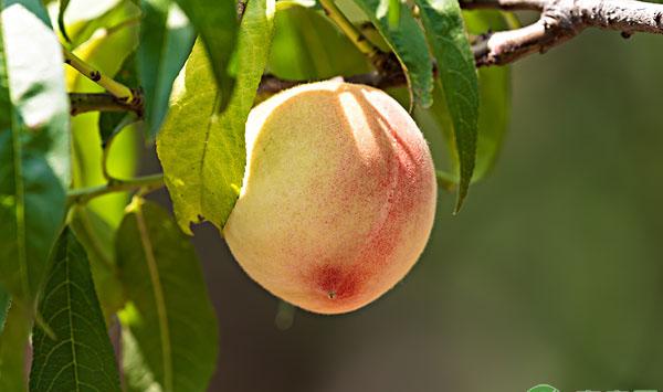 桃子采收后桃园如何管理