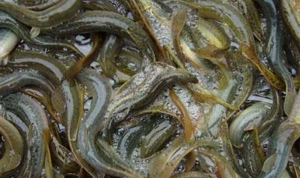 泥鳅养殖饲料投喂时间