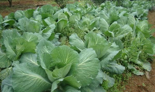 冬季蔬菜低温冷害、冻害的症状