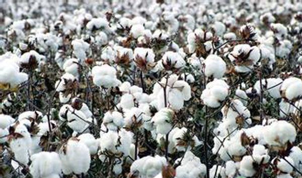 棉花种植技术及管理要点