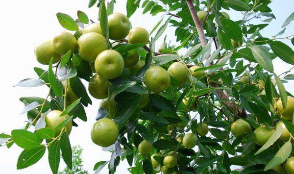 冬枣果树生长中后期管理