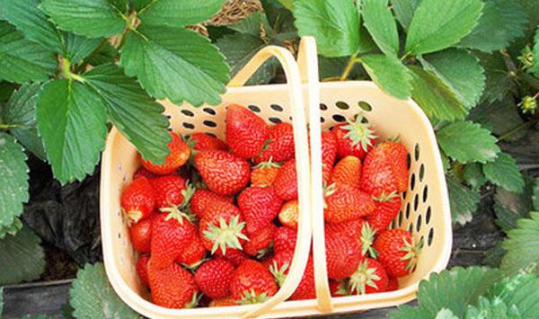 草莓高产优质