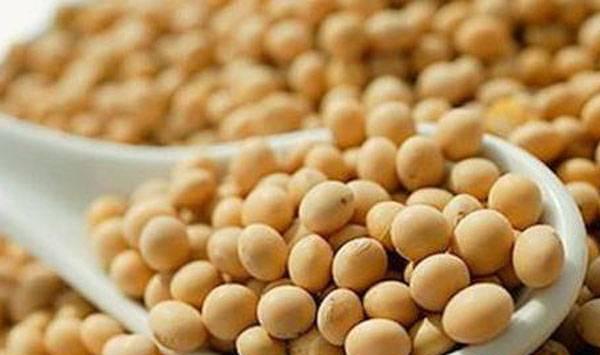 大豆高产种植要点和注意事项