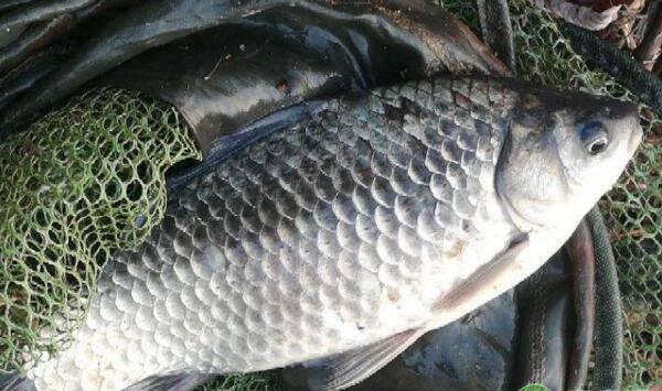 冬季温度低，鱼塘养殖须把握这“七大要诀”！