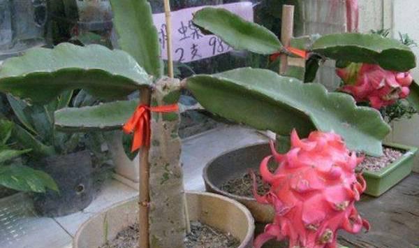 火龙果阳台种植的管理要点