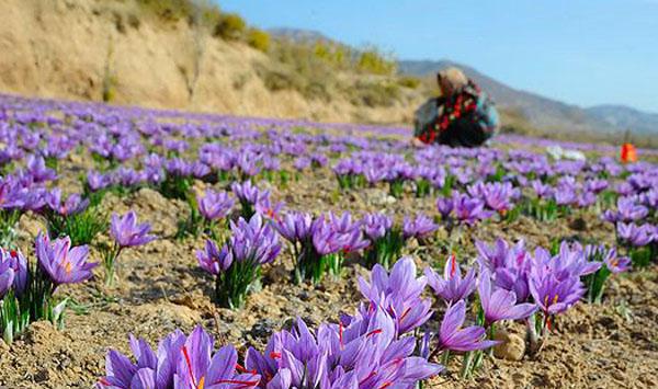 藏红花种植方法