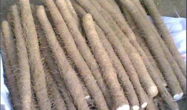 种植山药的挖沟技术