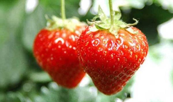 草莓管理要点