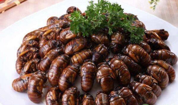 如何获取优良的金蝉种卵？金蝉养殖管理技术