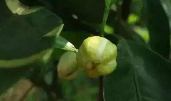 柑桔花蕾蛆防治措施
