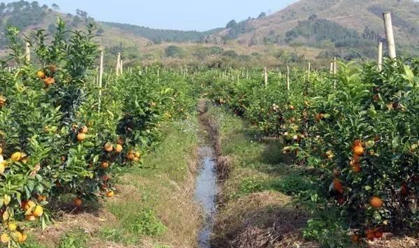 晚熟柑橘品种沃柑的栽培管理技术