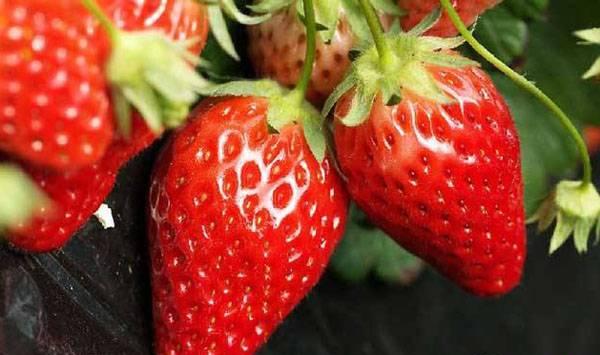 草莓增甜措施