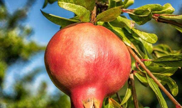 石榴种植的品种选择