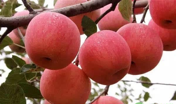 苹果树老果园问题