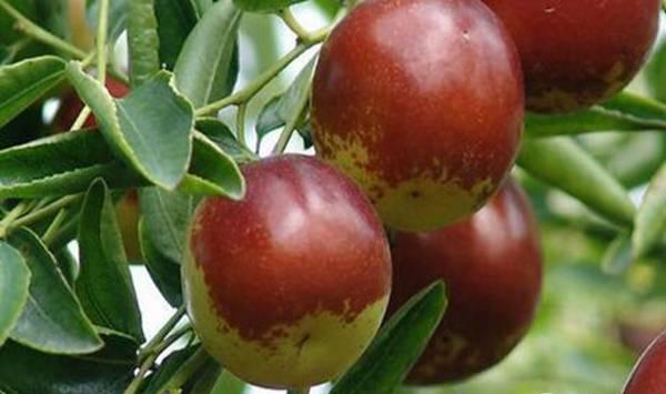 枣龟蜡蚧的为害症状及防治措施