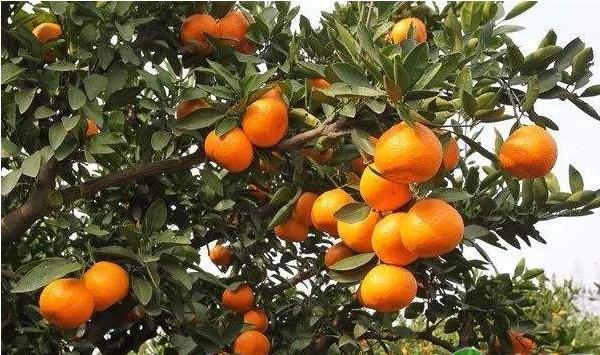 柑橘开裂的原因及其防治措施