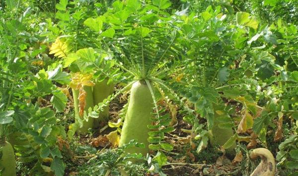 青萝卜的高产栽培方法