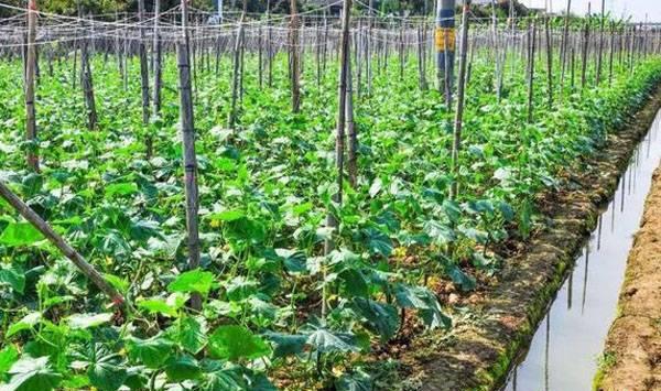 蔬菜肥料使用事项