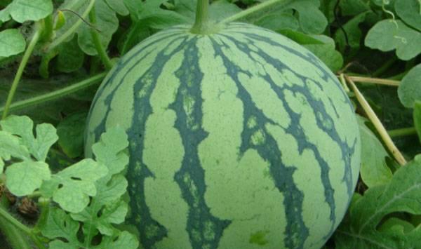 西瓜追肥有哪些注意事项？西瓜追肥五不要！