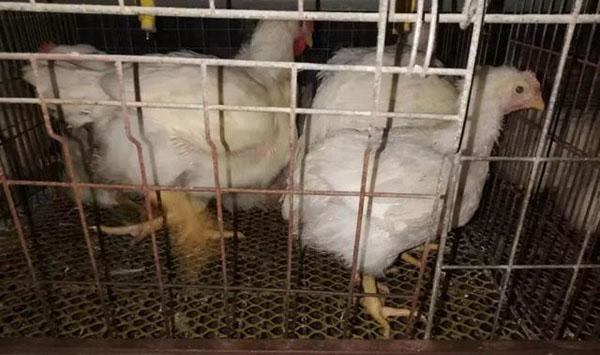 肉鸡笼养模式