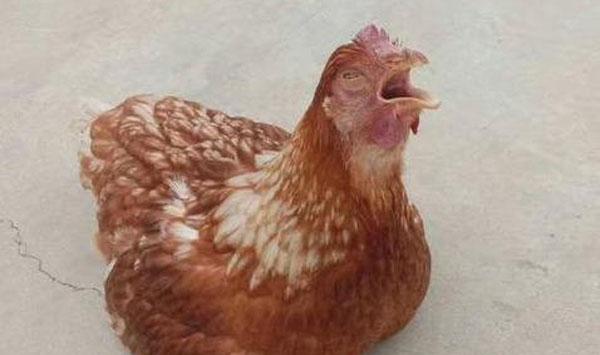 鸡群常见疾病