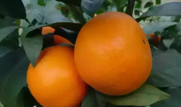 晚熟柑橘品种沃柑的栽培管理技术