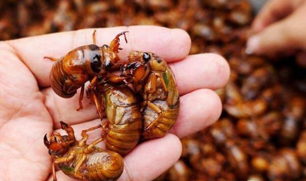 如何获取优良的金蝉种卵？金蝉养殖管理技术