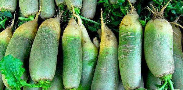 青萝卜的高产栽培方法