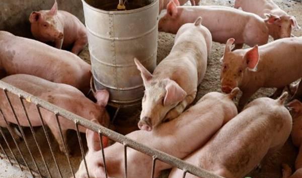 猪口蹄疫的预防及治疗要点