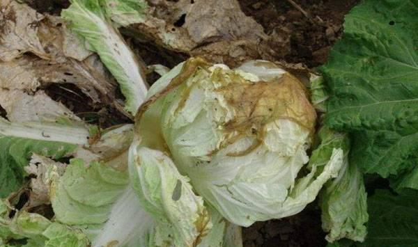 萝卜白菜软腐病