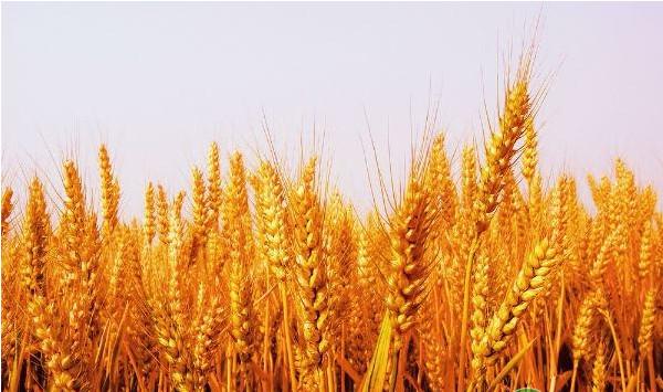 新时代的小麦种植技巧介绍