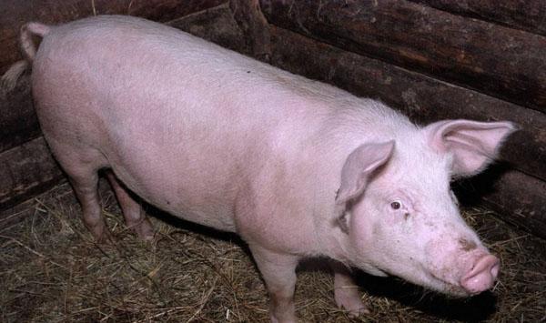 保育猪提高饲料喂养安全、减少疾病发生率的养殖技术