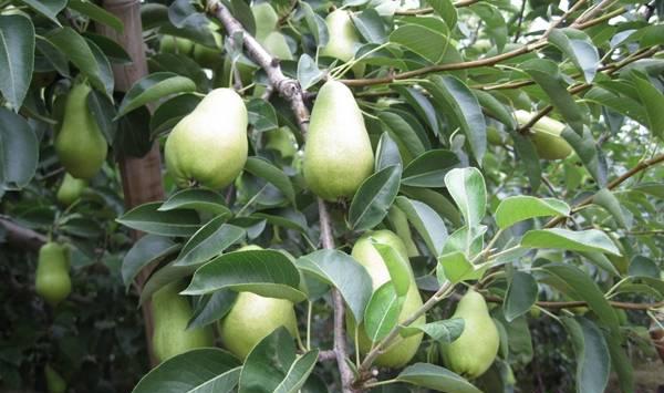 黄金梨果锈严重的原因是什么