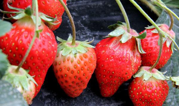 莓种植夜间温度过高的危害