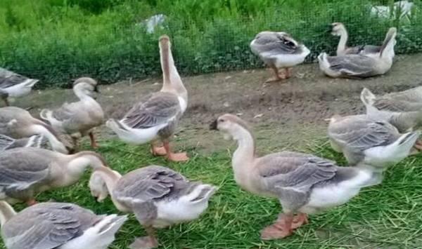 雏鹅的选择很重要