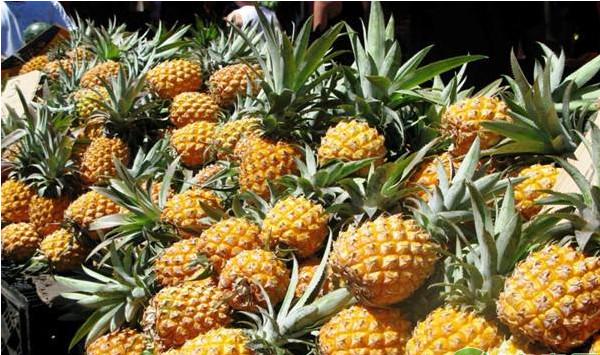 香水菠萝高产栽培管理技术（昌江地区为例）