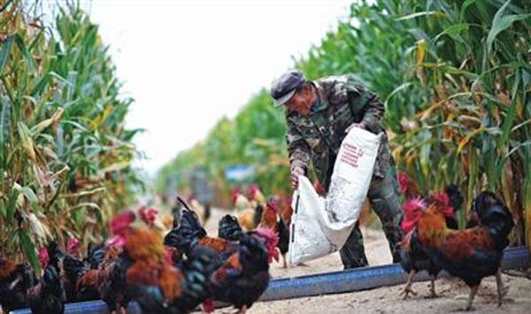 玉米地养鸡好处