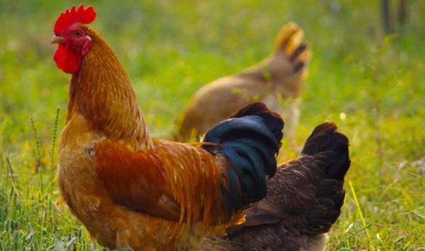 农村散养土鸡可选草地