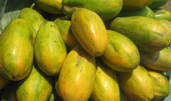 番木瓜花叶病、疫病、炭疽病防治措施