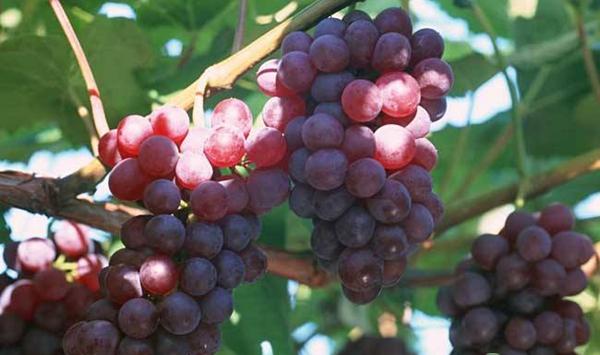葡萄“瞎眼”的原因是什么?要如何预防及补救