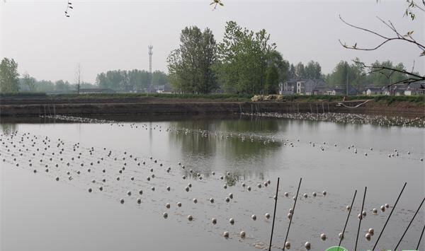 养殖池塘水体缺氧判断