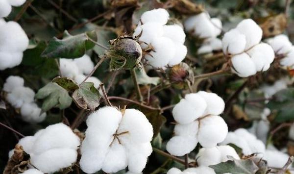棉花种植技术及管理要点