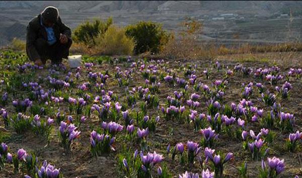 藏红花种植注意事项