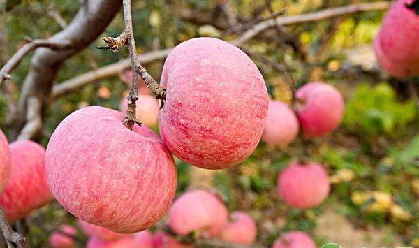 苹果树老果园修剪方法