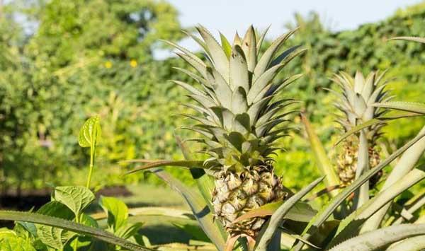 香水菠萝高产栽培管理技术（昌江地区为例）