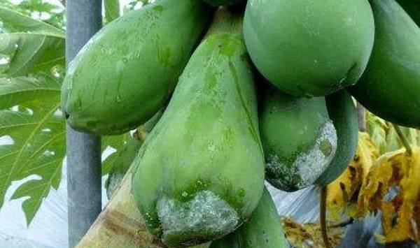 果树管理方法要点